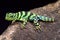 Emerald thornytail iguana, Uracentron azureum