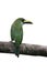 EMERALD TOUCAN, Aulacorhynchus prasinus