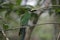 Emerald toucan, Aulacorhynchus prasinus