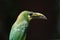 Emerald Toucanet