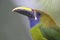 Emerald Toucanet - Aulacorhynchus prasinus