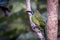 Emerald toucanet, Aulacorhynchus prasinus. Birds of Costa Rica. San Gerardo de Dota.