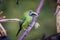 Emerald toucanet, Aulacorhynchus prasinus. Birds of Costa Rica. San Gerardo de Dota.