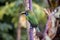 Emerald toucanet, Aulacorhynchus prasinus. Birds of Costa Rica. San Gerardo de Dota.