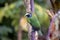 Emerald toucanet, Aulacorhynchus prasinus. Birds of Costa Rica. San Gerardo de Dota.