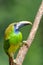 Emerald toucanet, Aulacorhynchus prasinus, San Gerardo, Costa Rica