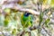 Emerald toucanet Aulacorhynchus prasinus, San Gerardo, Costa Rica