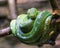 Emerald Tree Boa