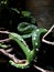 Emerald Tree Boa Blending in With Environment