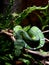 Emerald Tree Boa Blending in With Environment