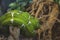 Emerald Tree Boa. A closeup of a green snake called