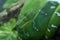 Emerald Tree boa Corallus caninus coiled in a tree very close up. A beautiful green jungle snake