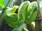 Emerald tree boa at Jersey Zoo