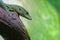 Emerald Tree Monitor (Varanus prasinus)