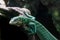 Emerald tree monitor, Varanus prasinus closeup