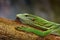 Emerald tree monitor, Varanus prasinus, detail portrait of beautiful green lizard, sittin on the tree trunk in the wild nature. Re