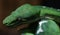 Emerald tree python macro