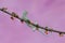 An emerald tree skink is eating a cricket on a branch of a wild plant covered in fruit.