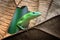 Emerald tree skink on green leaves