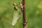 An emerged Broad bodied Chaser Dragonfly Libellula depressa.