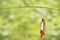 Emerged great orange tip butterfly Anthocharis cardamines fr