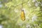 Emerged yellow coster butterfly Acraea issoria with chrysali