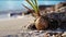 Emergence: Macro Photo of a Palm Sapling on a Caribbean Beach