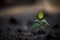 Emergence of New Life: Sprout Signifying Fresh Beginnings