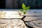 Emergence of New Life: Young Green Plant Breaking Through Stone Cracks - Generative AI