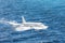 Emergency landing of the airplane on water with splashes. Concept of aircraft rescue, flight safety