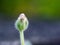 Emerging Beauty: Flower Bud Against a Lush Green Background