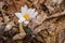 An Emerging Bloodroot Flower