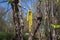 Emerging bright yellow catkins on a river birch tree