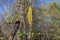 Emerging bright yellow catkins on a river birch tree