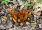 Emerging brown and yellow flowers of a squawroot plant under an oak tree.