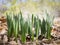 Emerging Daffodil Shoots in a Forest