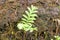 Emerging Fern Tree Beside Log in Forest