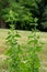 Emerging flower blossoms on a catnip herb plant