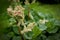 Emerging Garden Fresh Rhubarb Flower