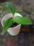 Emerging Hope: A White Pot Holding Promise of Banana Saplings