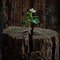 Emerging Life: Small Plant Sprouts From Tree Stump