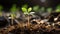 Emerging Life: Young Green Plants Thriving on Moist Soil