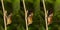Emerging and metamorphosis of tropical Golden birdwing butterf