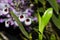 Emerging Noble Dendrobium Orchid Leaf Stems Dendrobium nobile