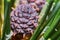 Emerging pine cone