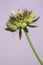 Emerging Scabiosa Butterfly Blue