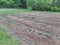 Emerging seedlings, garden stock photo with potatoes onions pumpkin in large vegetable plot