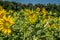 Emerging sunflower in a field