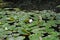 Emerging water lilies