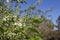 Emerging white blossoms and buds on a Canada red cherry tree